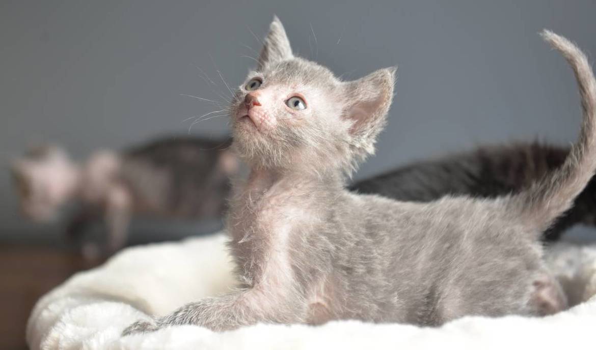 Lykoi: Cat Food and a Description of the Breed